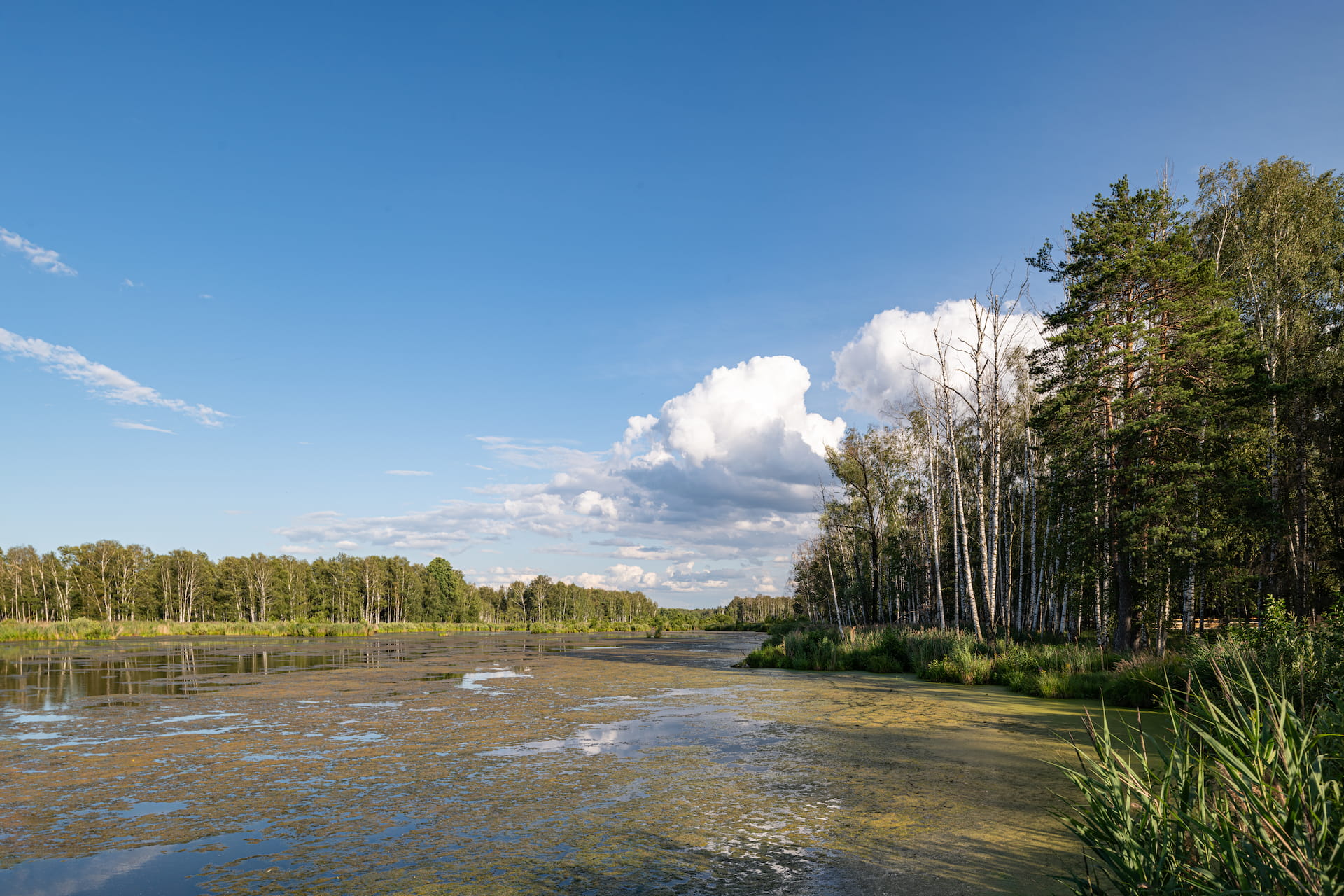 Парки